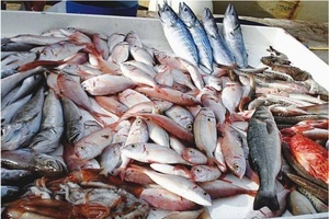 lebensmittelallergie-gegen-fisch
