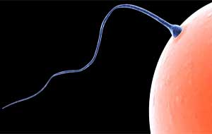 Spermien erhöhen: 5 Techniken, die funktionieren!