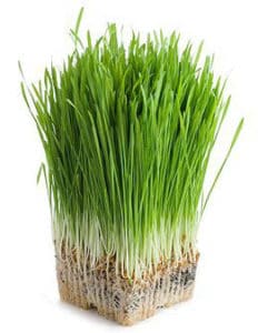 Green Barley Plus, Fettverbrennung, Appetitzügler und Entgiftung